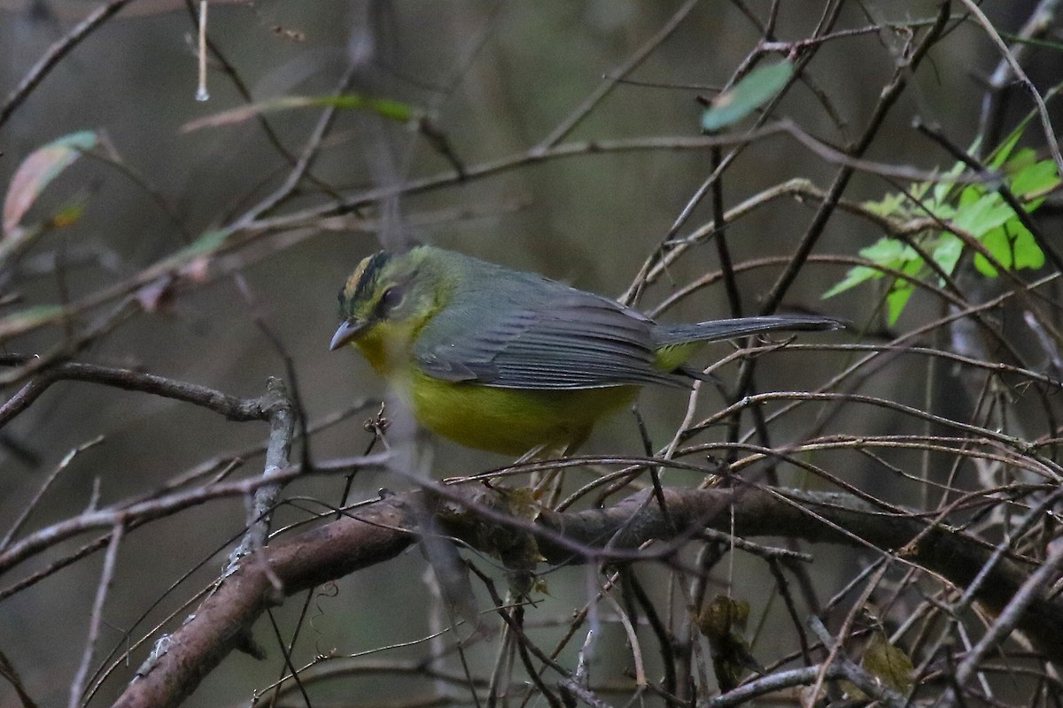 Golden-crowned Warbler - ML162543151