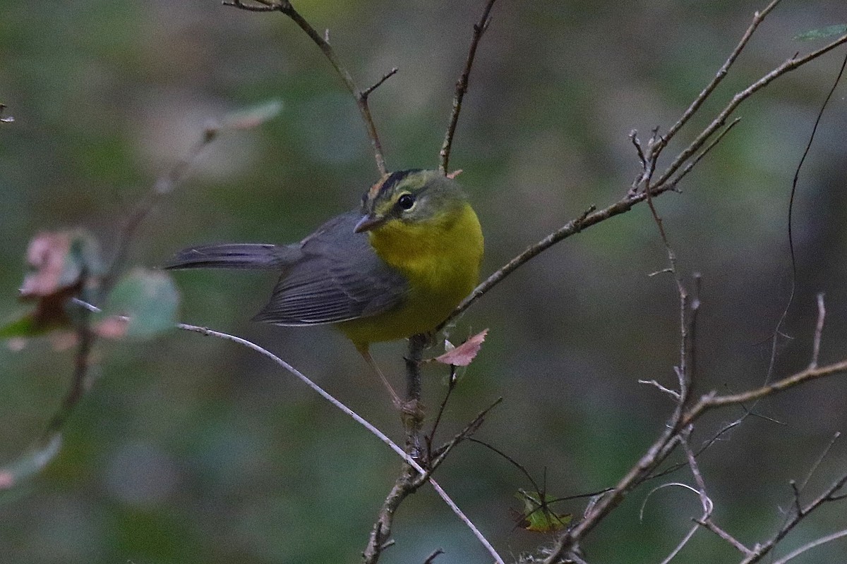 Paruline à couronne dorée - ML162543191