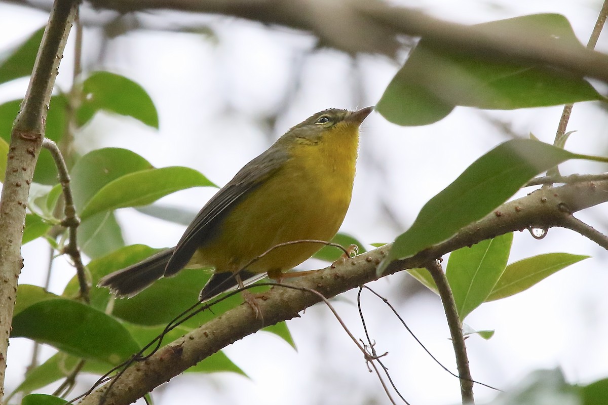 Golden-crowned Warbler - ML162543201