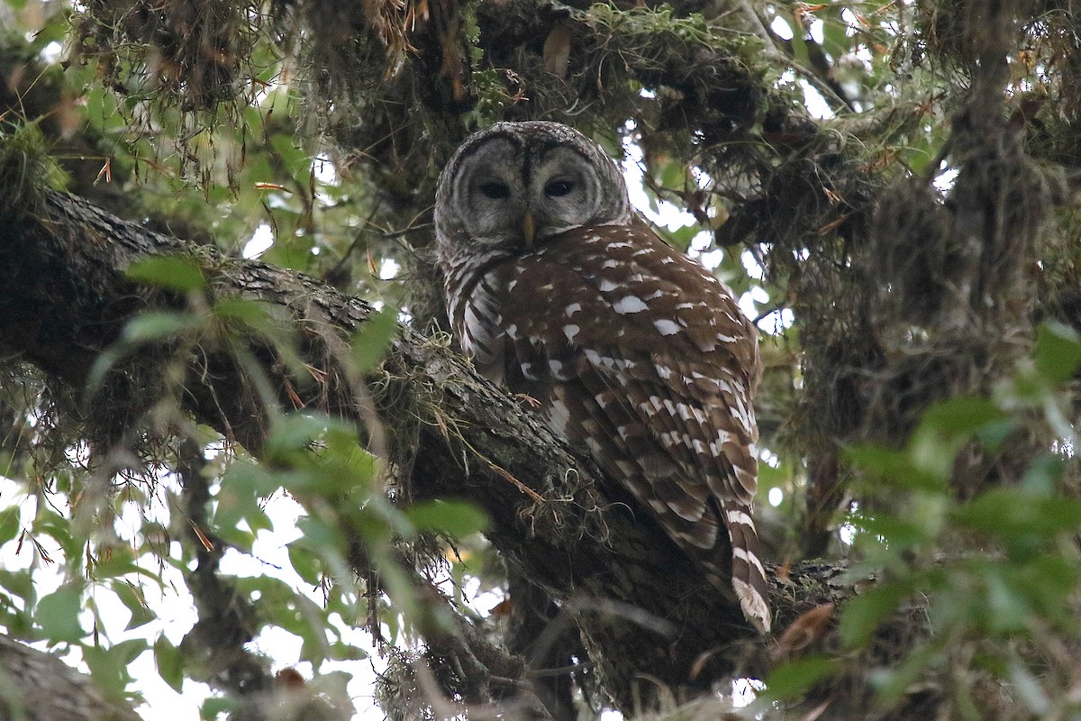 Barred Owl - ML162543231