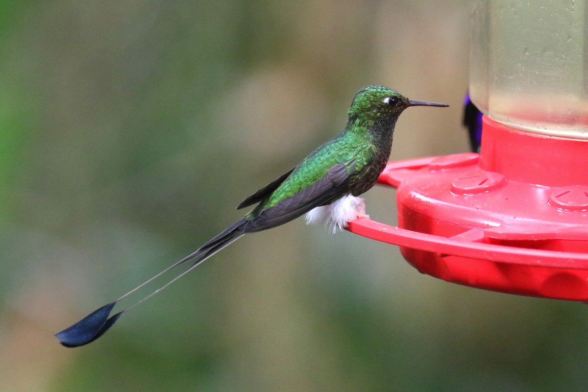 White-booted Racket-tail - ML162543331