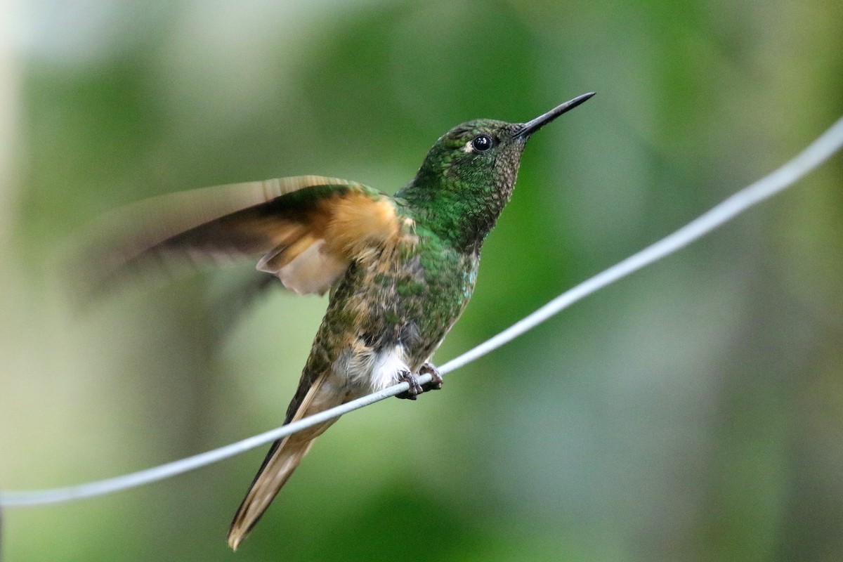 Buff-tailed Coronet - Stephen Gast