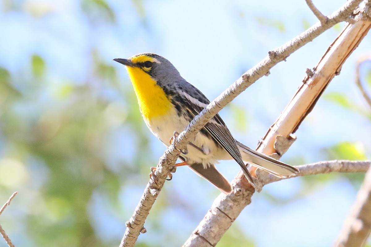 Grace's Warbler - Arman Moreno