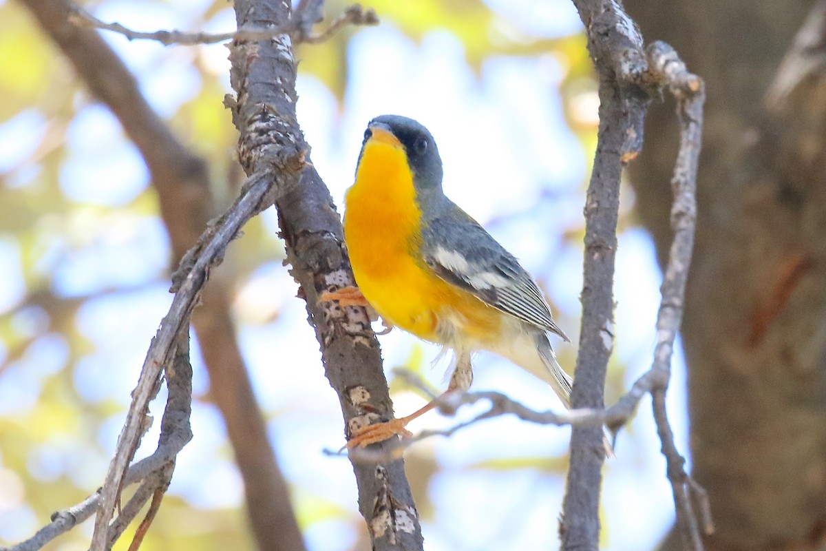 Tropical Parula - ML162544261