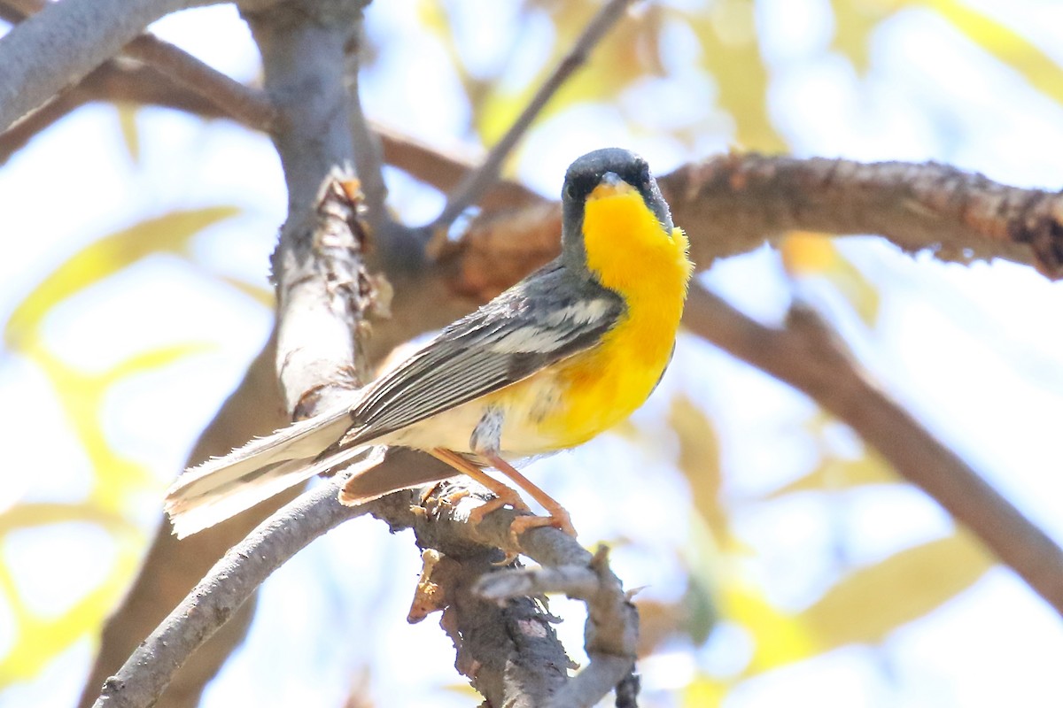 Tropikal Parula - ML162544301