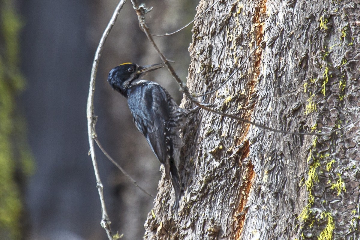 Black-backed Woodpecker - ML162545071