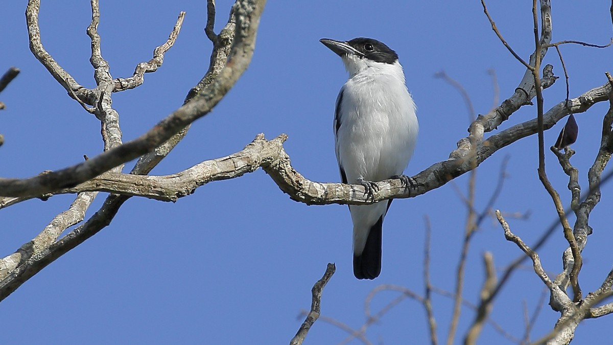 Black-crowned Tityra - ML162545661