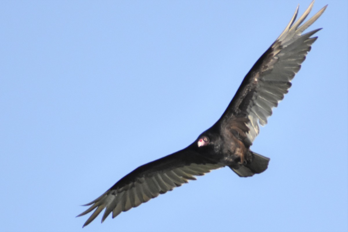 Turkey Vulture - ML162546641