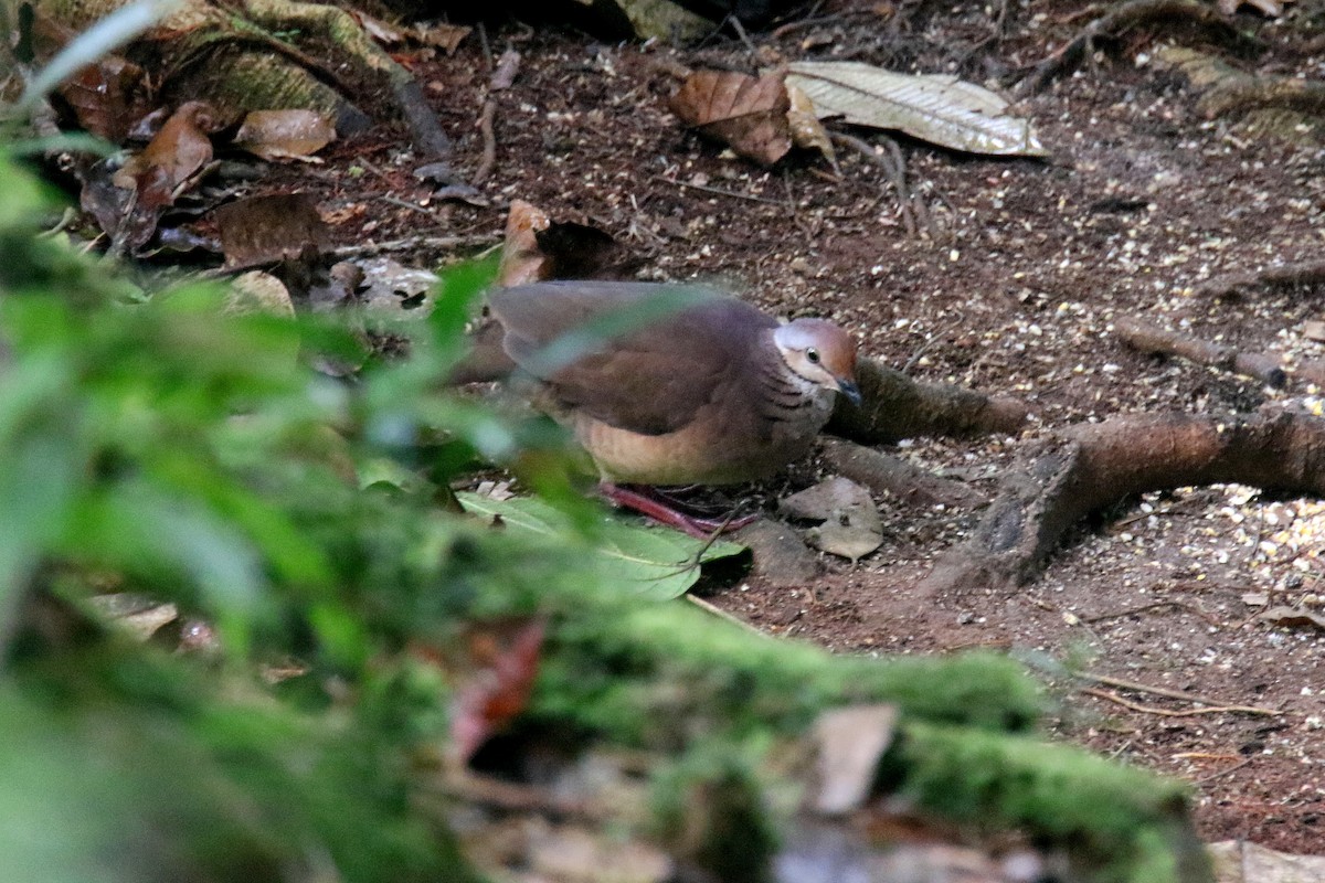 Lined Quail-Dove - ML162547001