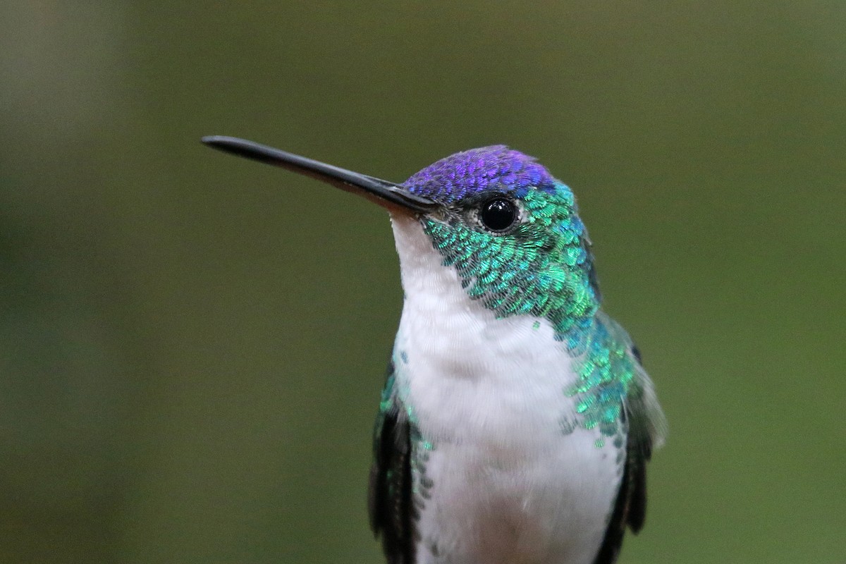 Andean Emerald - Stephen Gast