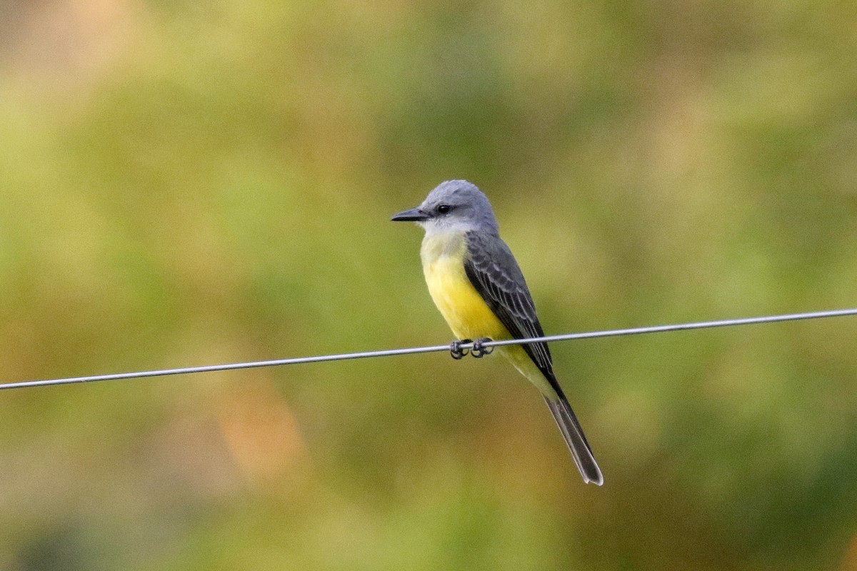 Tropical Kingbird - ML162547631