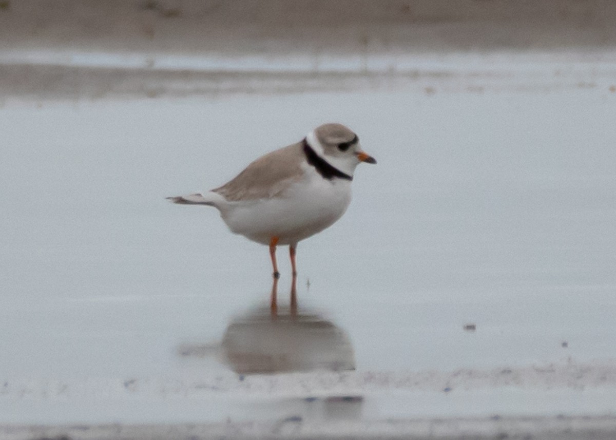 Piping Plover - ML162548781