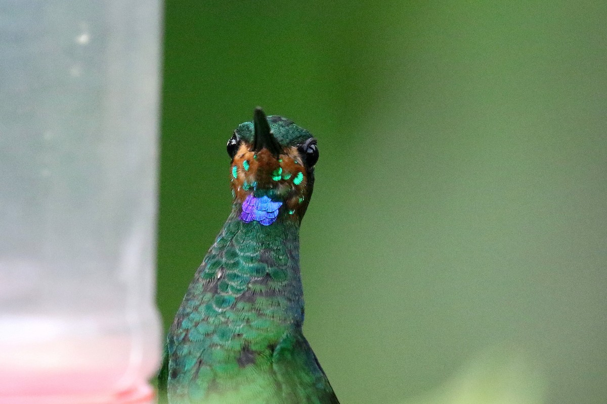 Green-crowned Brilliant - Stephen Gast