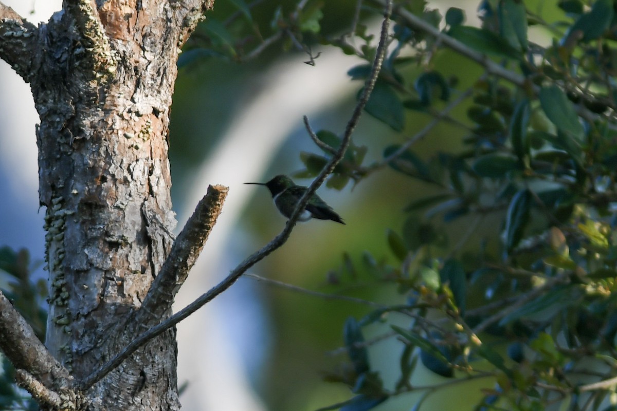 Ruby-throated Hummingbird - ML162551141