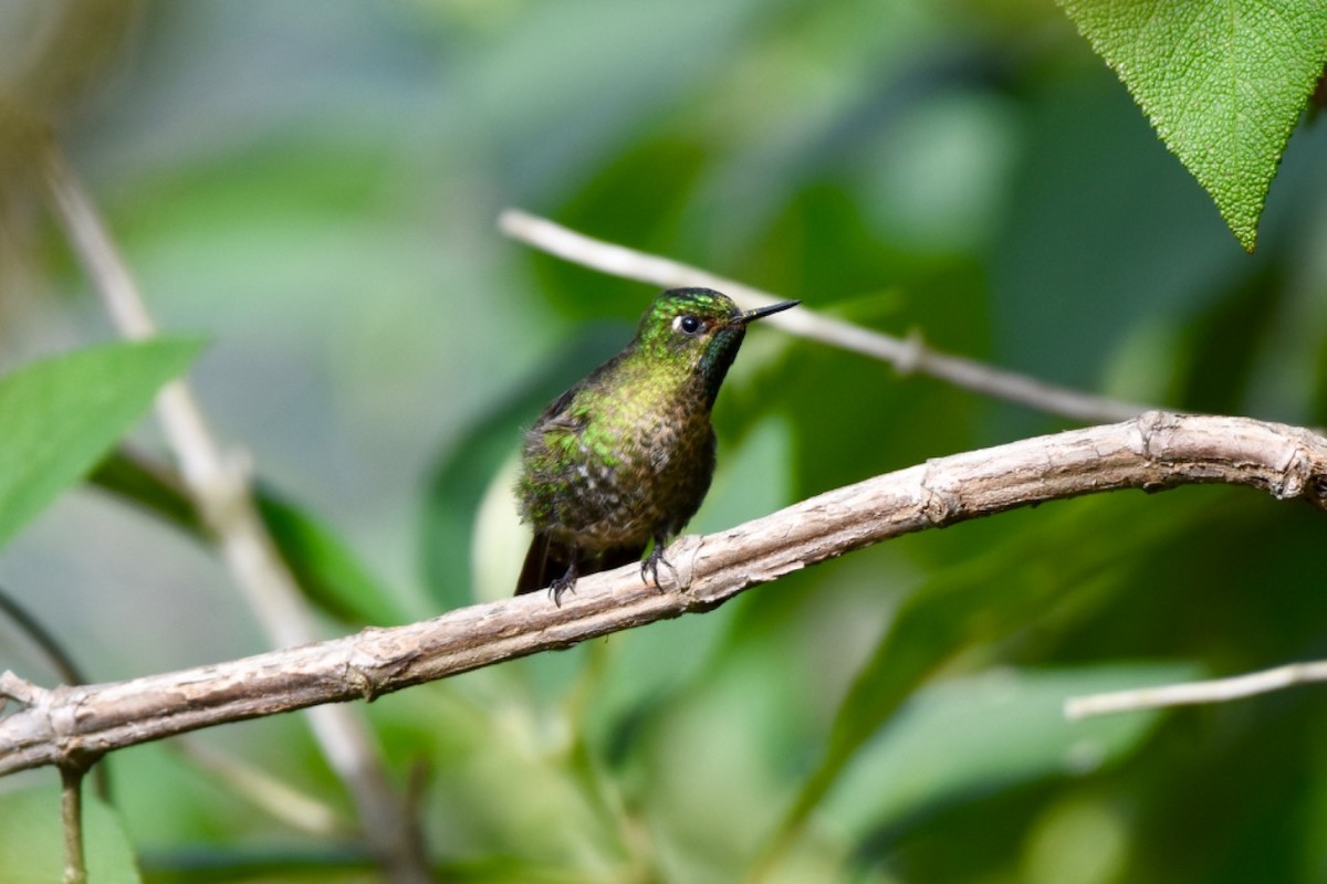kolibřík dřišťálový - ML162551691
