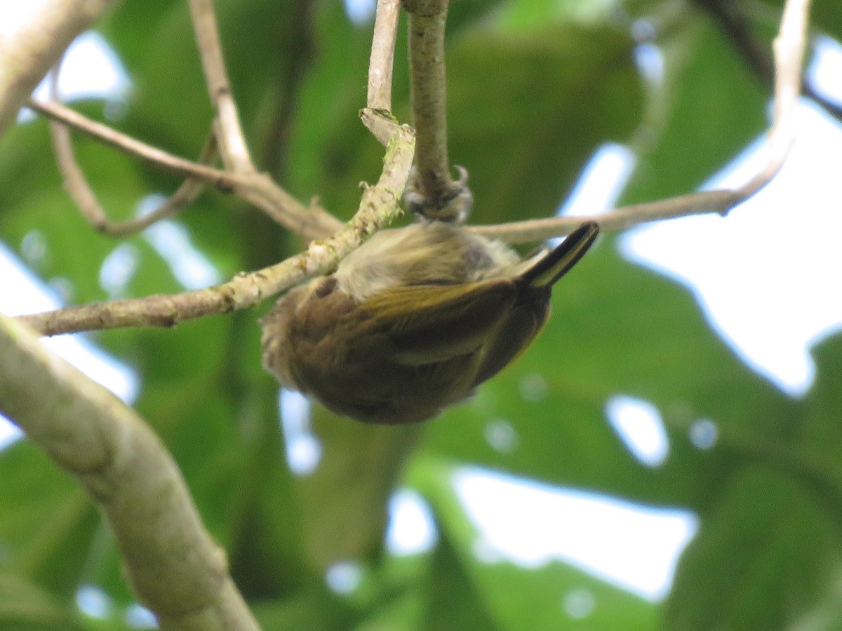Olivaceous Piculet - ML162553211