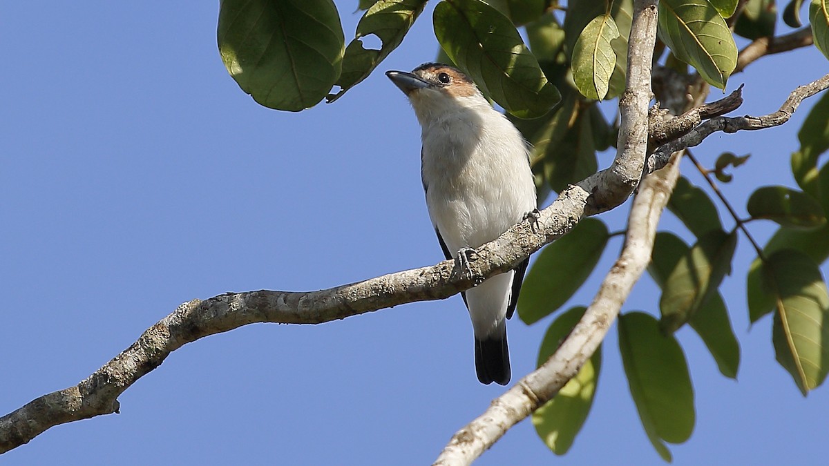 Black-crowned Tityra - ML162554881