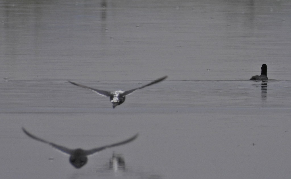 American Coot (Red-shielded) - ML162555761