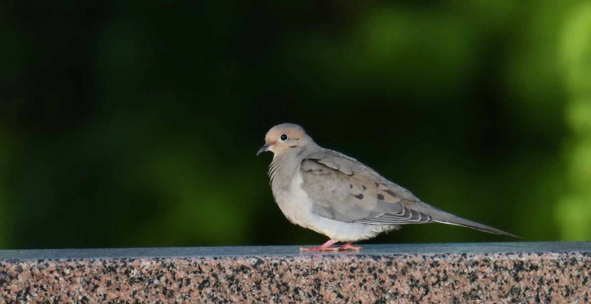 Mourning Dove - Chris Summers