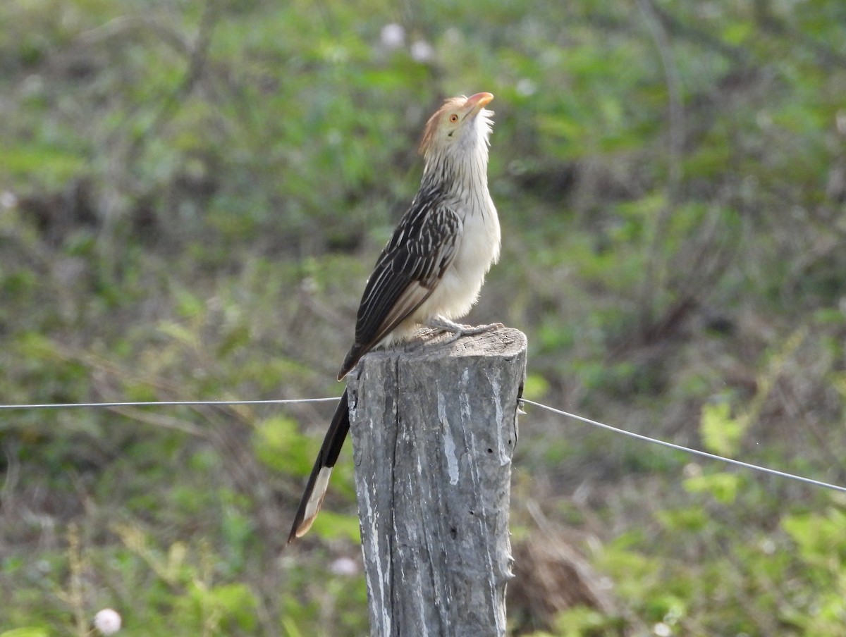 Guira Cuckoo - ML162556691