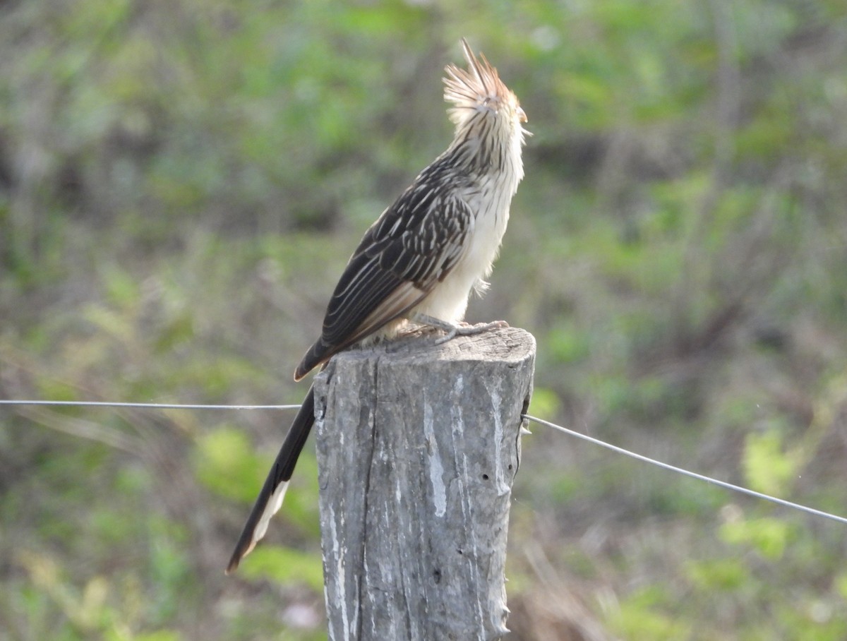 Guira Cuckoo - ML162556701