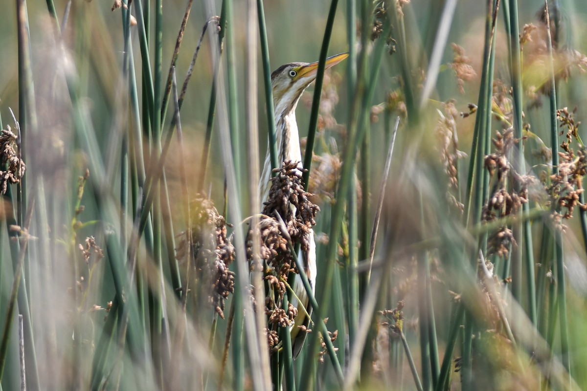 Least Bittern - ML162556741