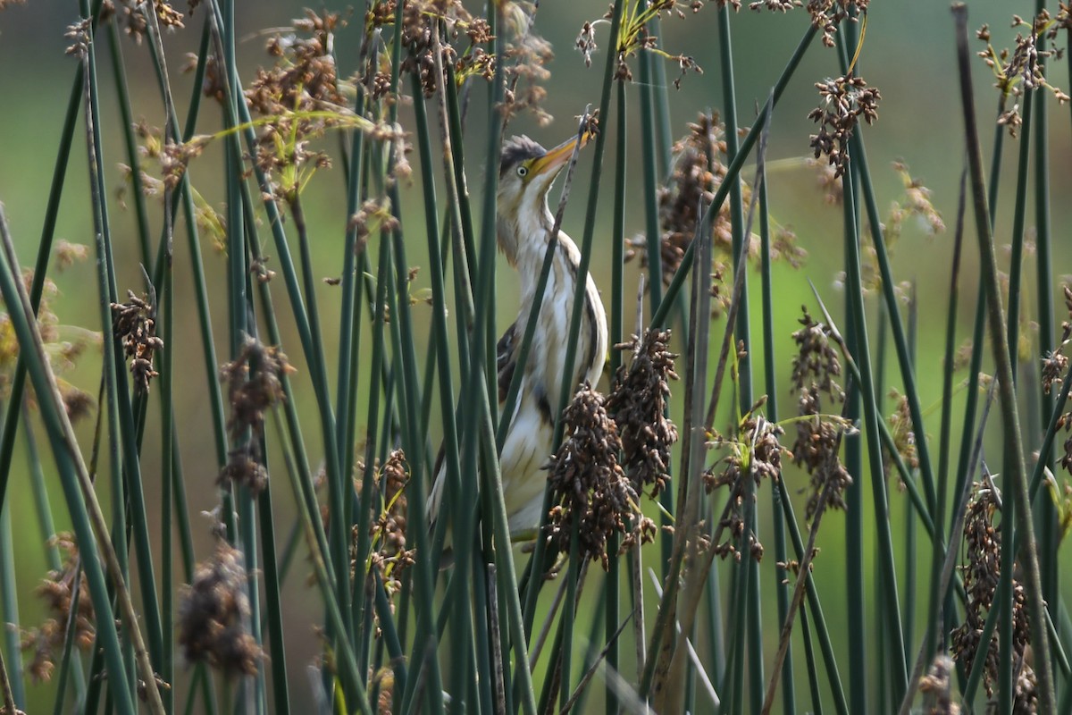 Least Bittern - ML162556771