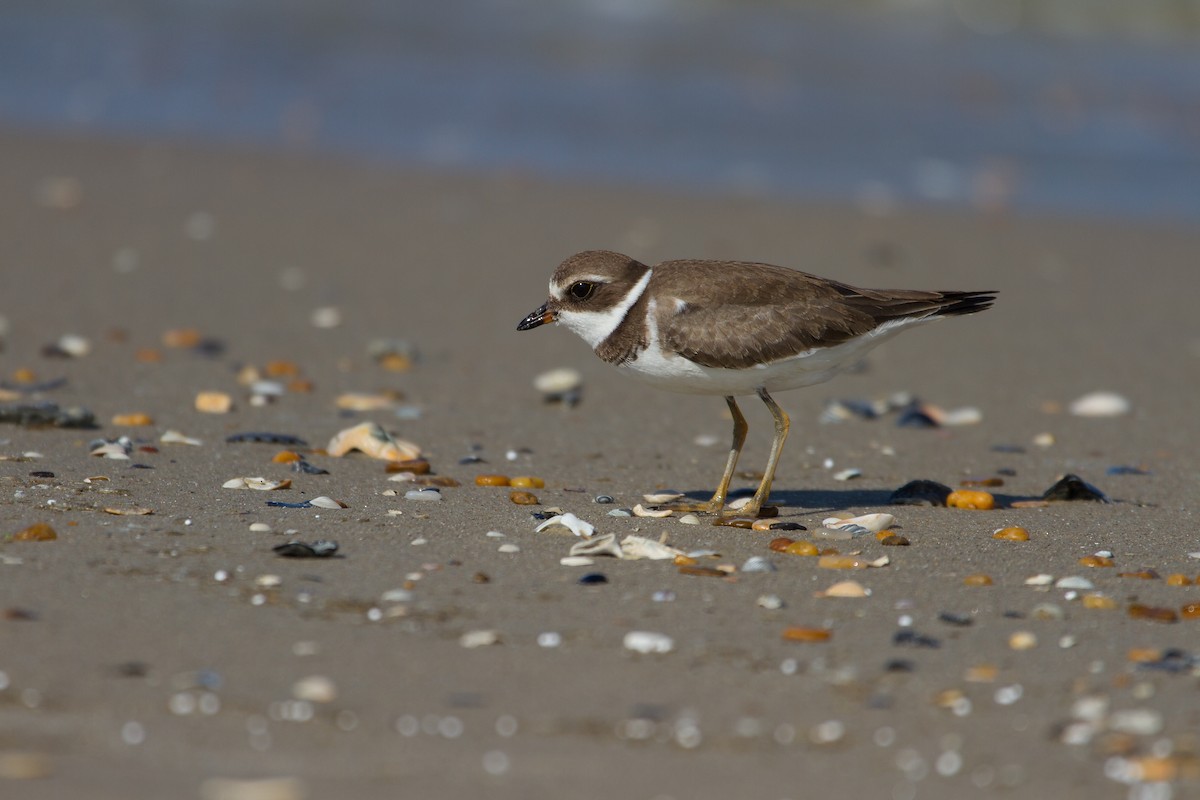 Semipalmated Plover - Todd Dixon