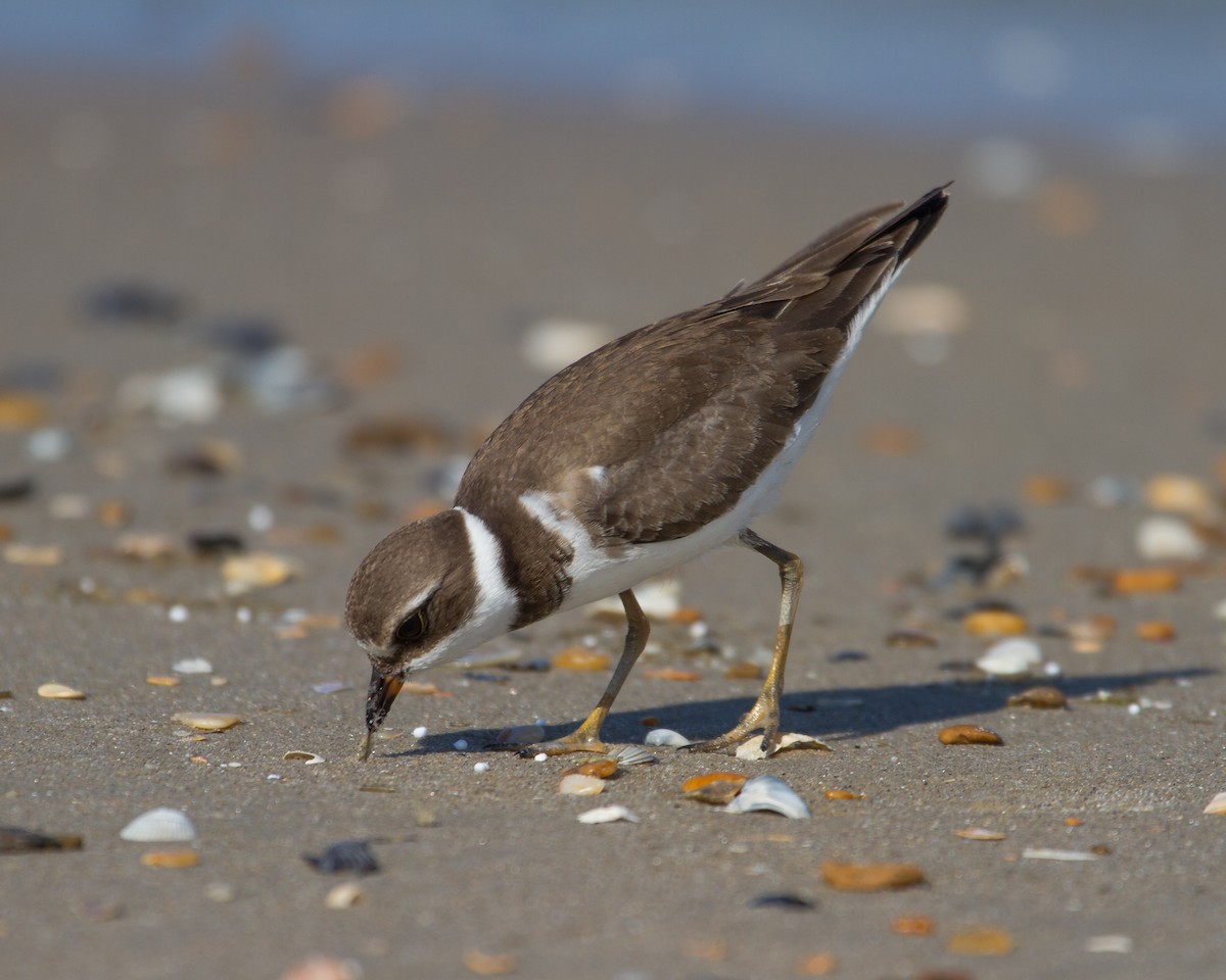 Semipalmated Plover - Todd Dixon