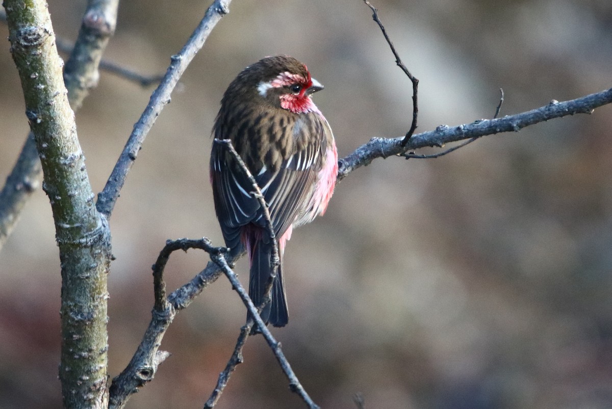 Himalayan White-browed Rosefinch - ML162558291