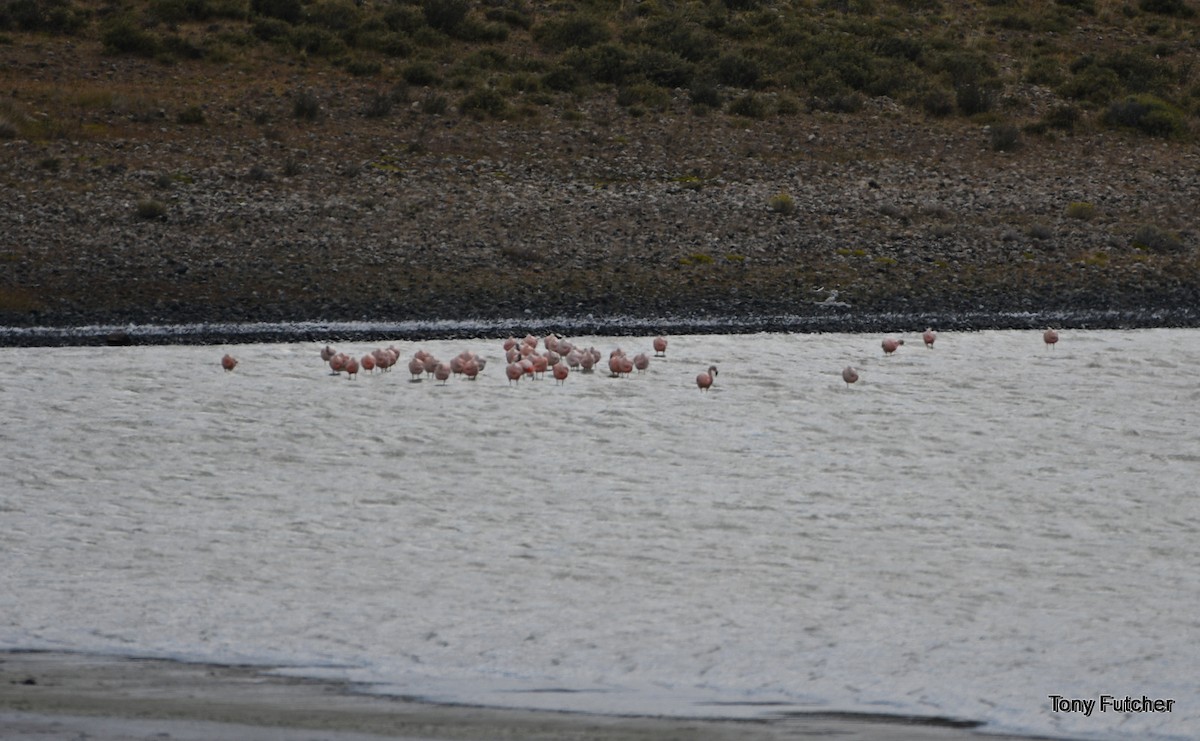 Chilean Flamingo - ML162558301