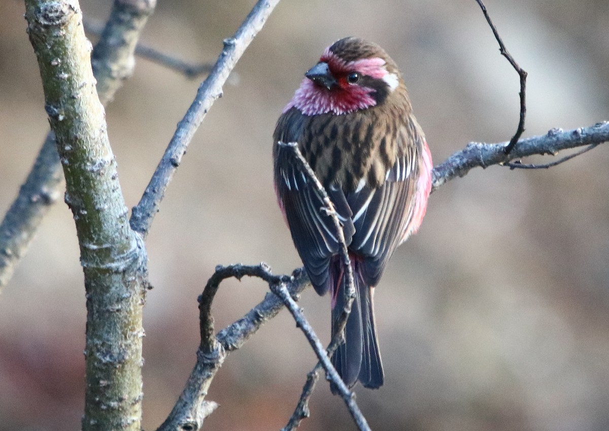 Himalayan White-browed Rosefinch - ML162558401