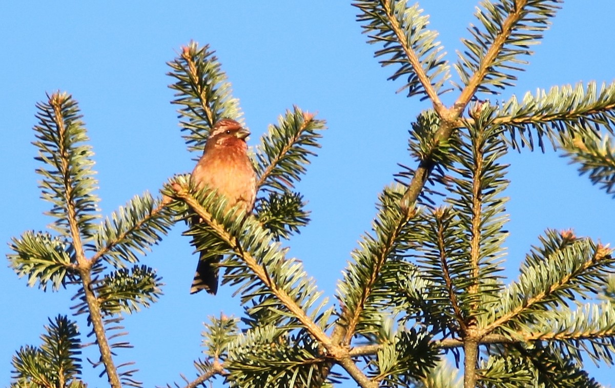 Himalayan White-browed Rosefinch - Bhaarat Vyas