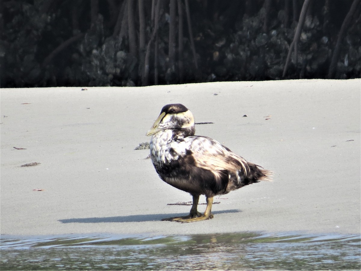 Common Eider - ML162559761