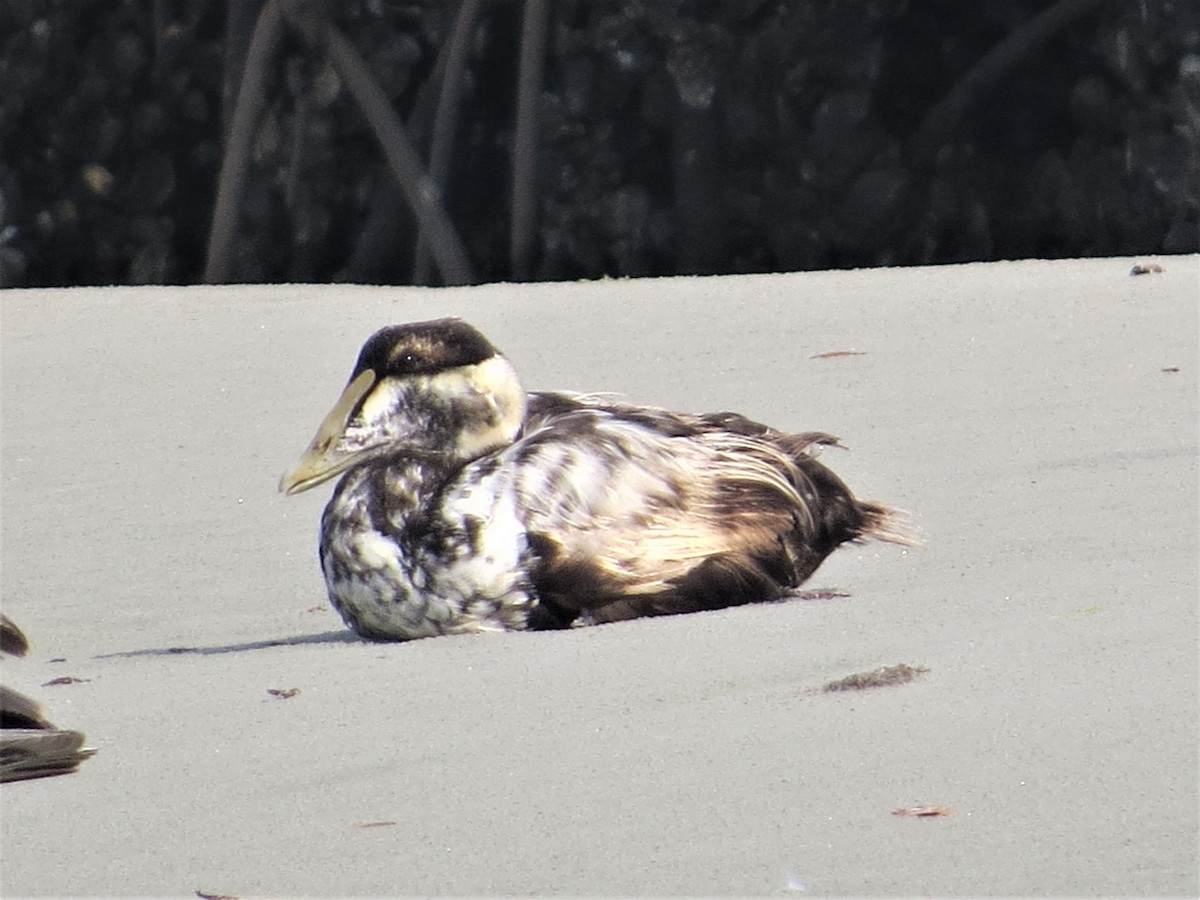 Common Eider - ML162559771