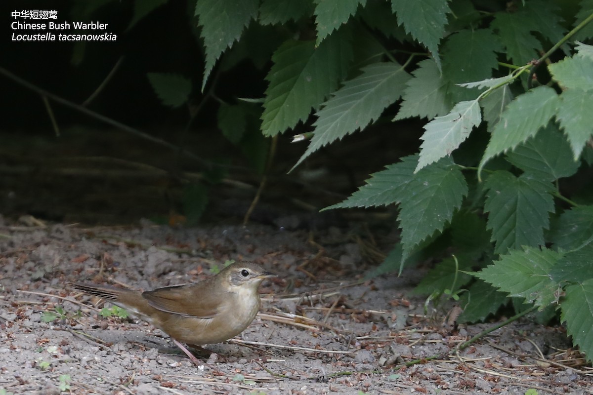 Chinese Bush Warbler - Zhen niu