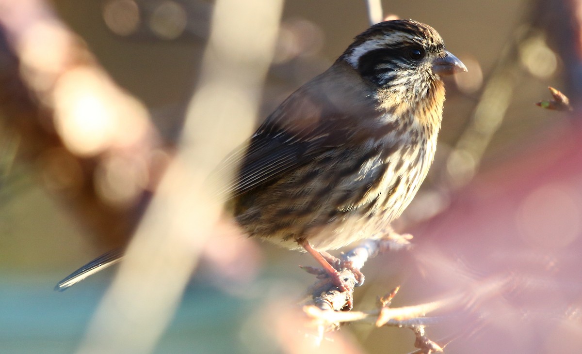 Himalayan White-browed Rosefinch - ML162561811