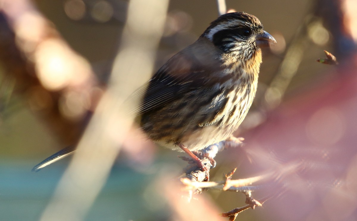 Himalayan White-browed Rosefinch - ML162561831