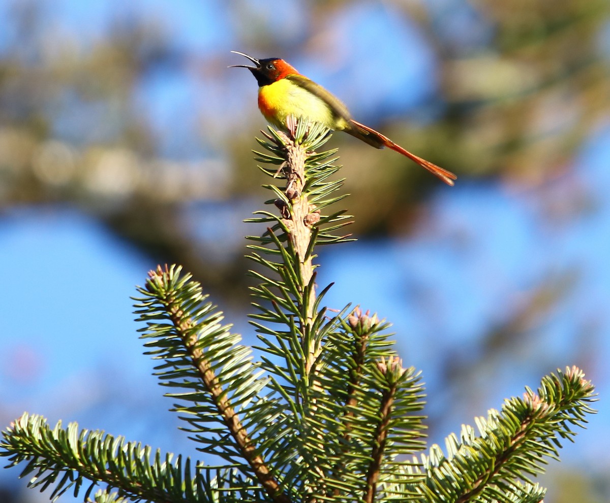 Fire-tailed Sunbird - Bhaarat Vyas