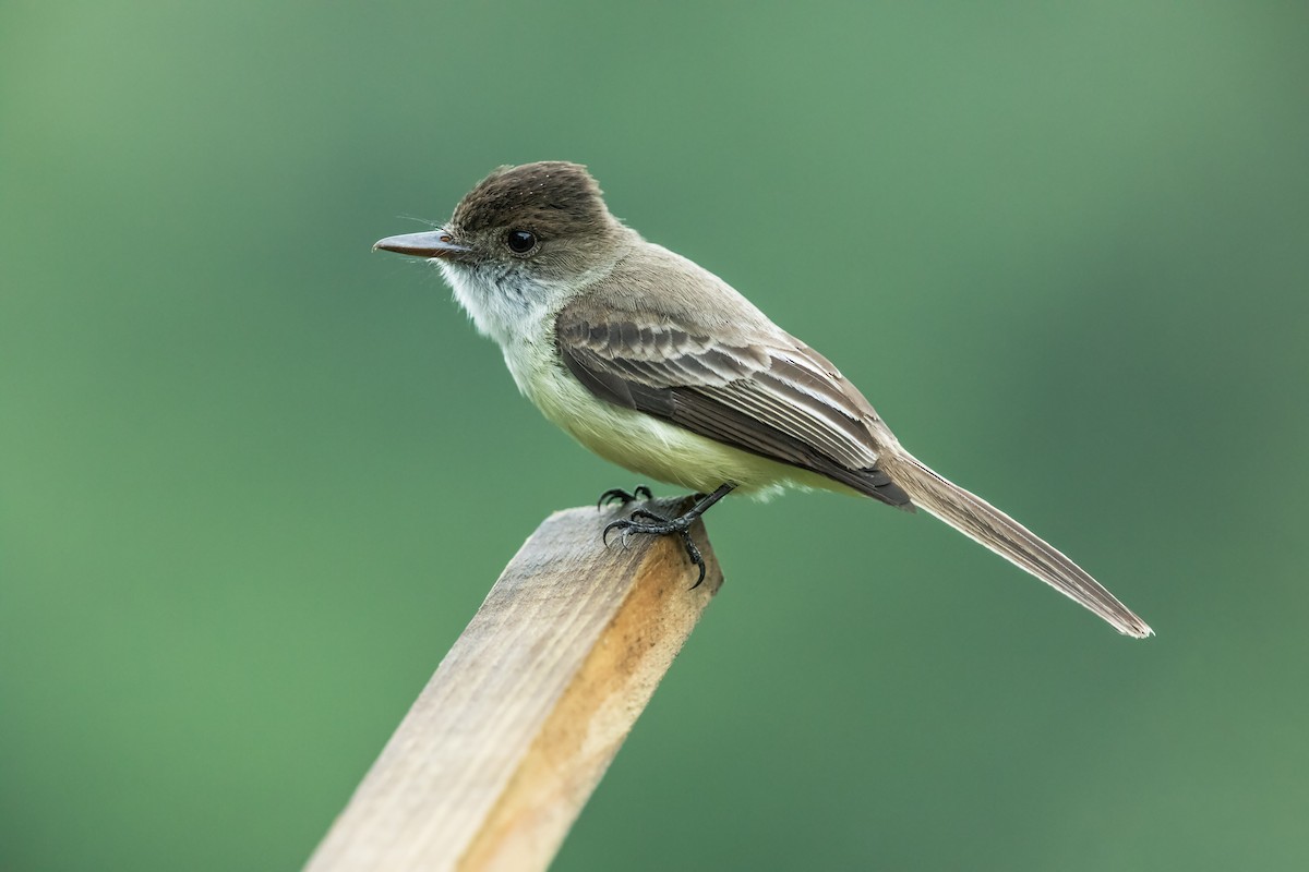 Sad Flycatcher - Nick Athanas