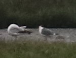 Franklin's Gull - ML162565291