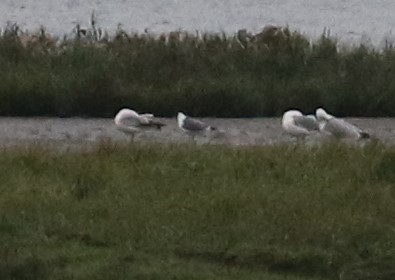 Franklin's Gull - ML162565391