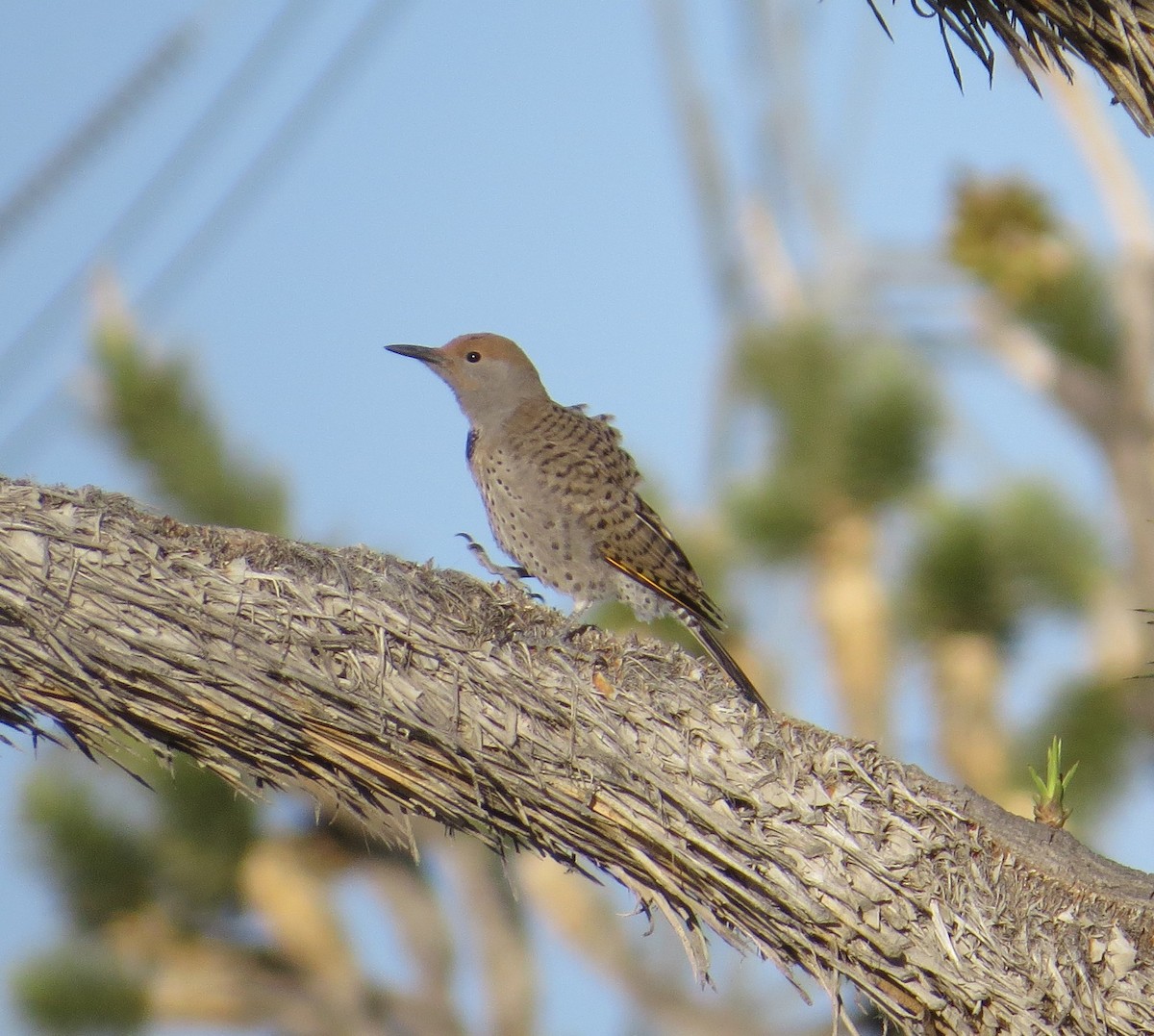 Gilded Flicker - Brittany O'Connor