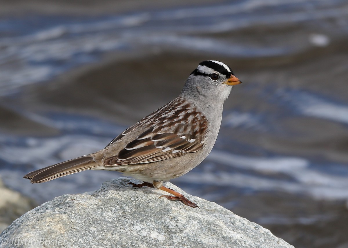 White-crowned Sparrow (Gambel's) - ML162569271