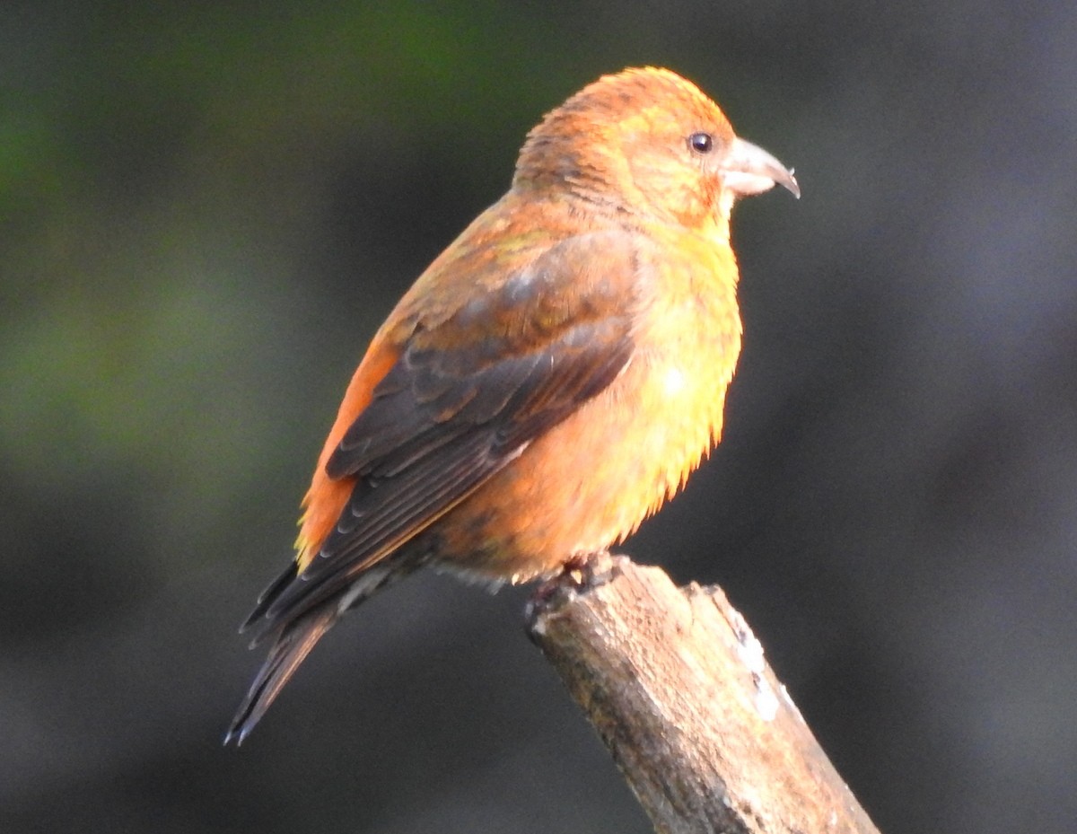 Red Crossbill - Andy Frank