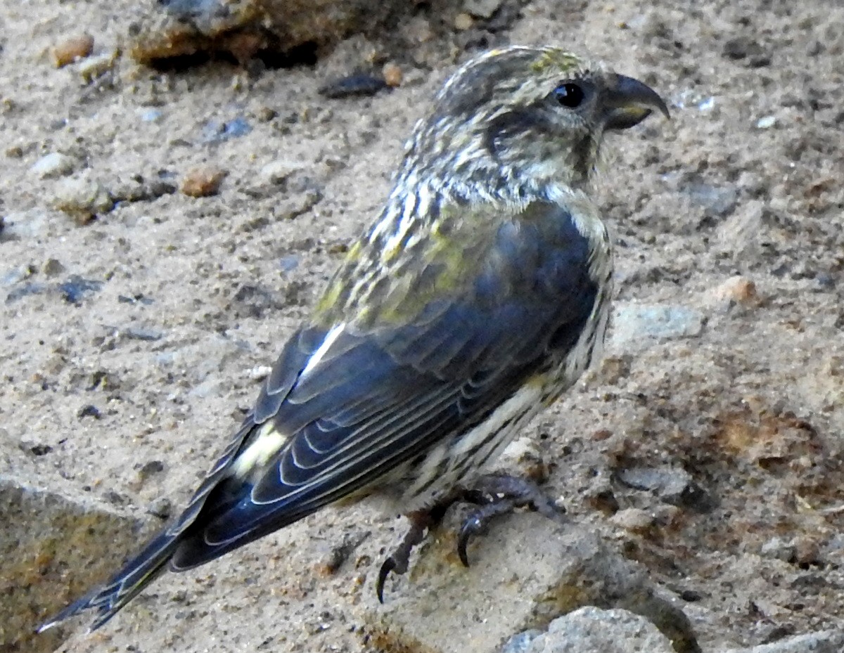 Red Crossbill - Andy Frank