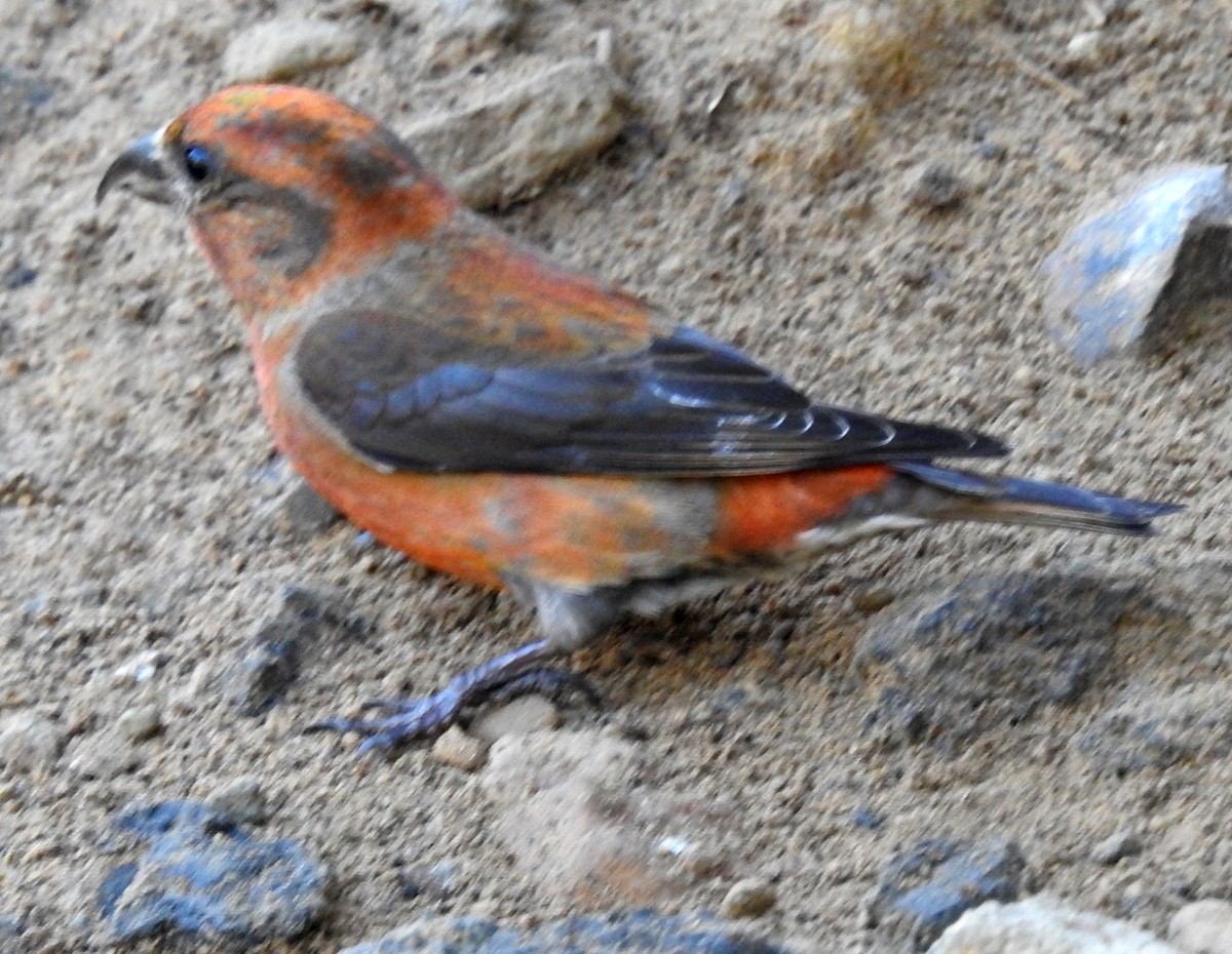 Red Crossbill - ML162570881