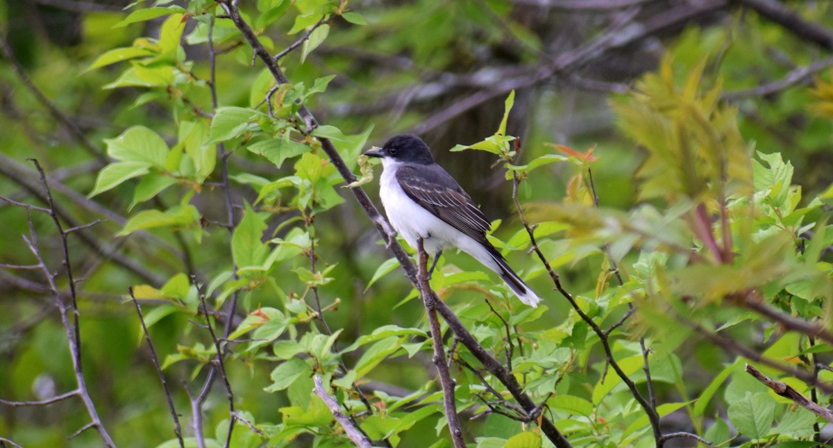 Eastern Kingbird - ML162572431