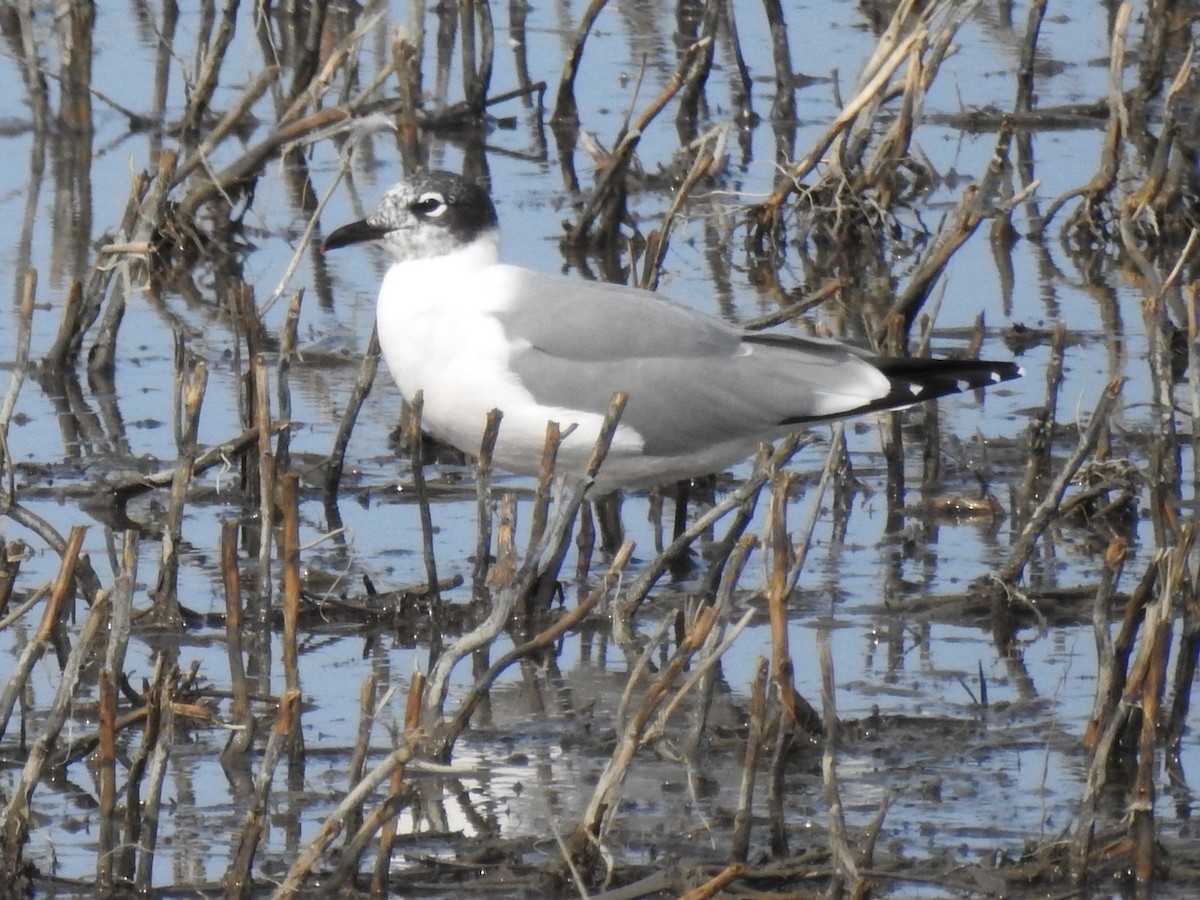 Franklin's Gull - ML162578001