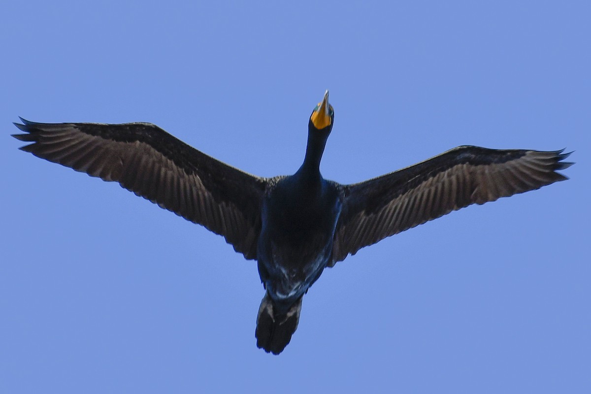 Double-crested Cormorant - Magnus Andersson